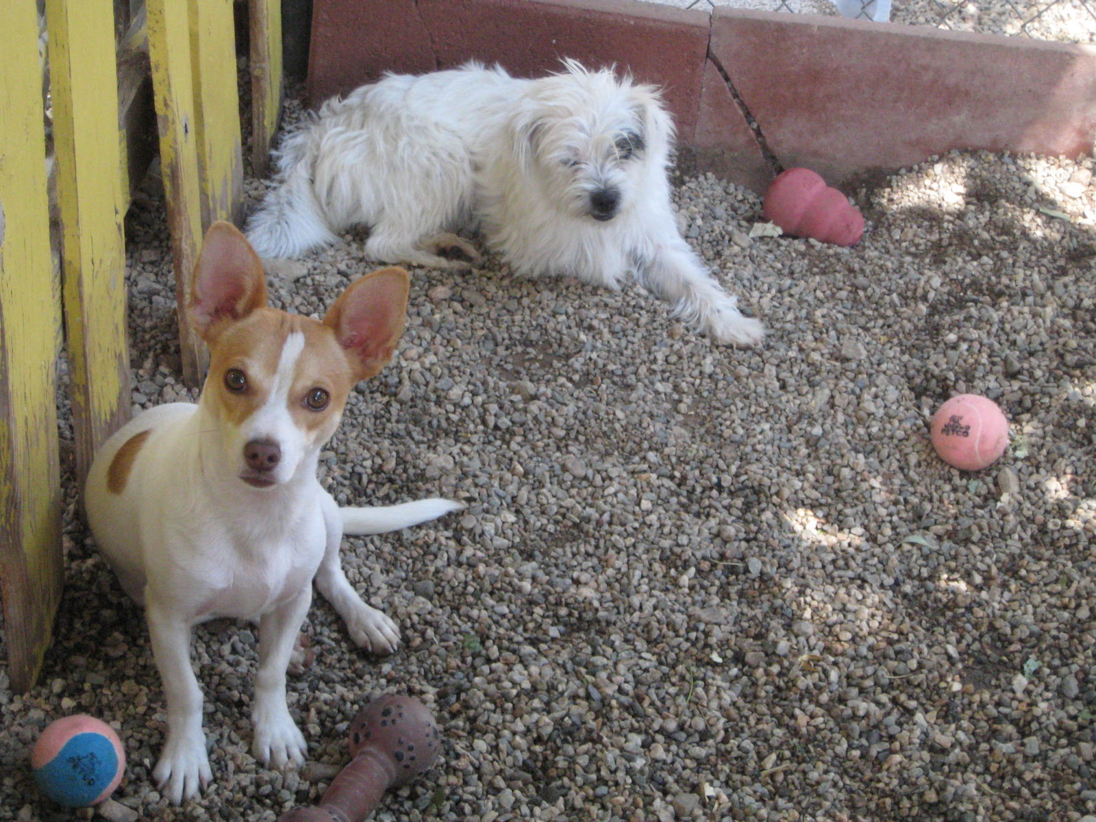 Dylan - must go with Samantha, an adoptable Chihuahua in Littlerock, CA, 93543 | Photo Image 2