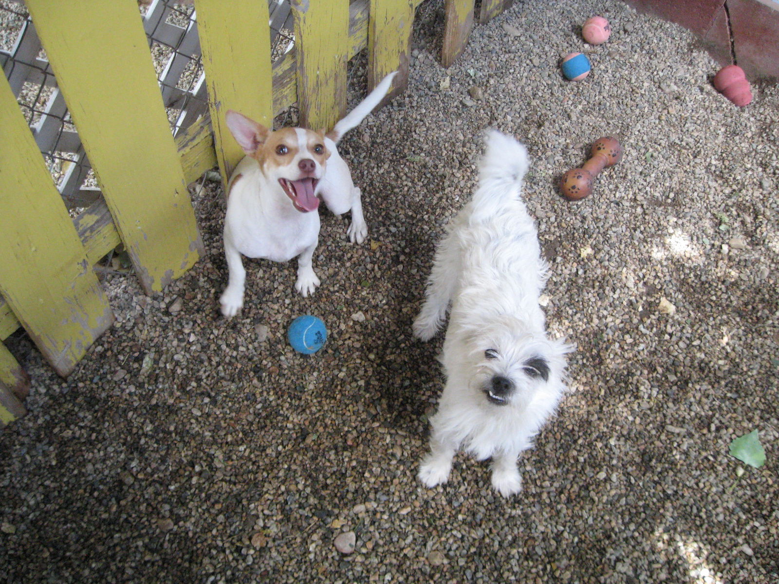 Dylan - must go with Samantha, an adoptable Chihuahua in Littlerock, CA, 93543 | Photo Image 3