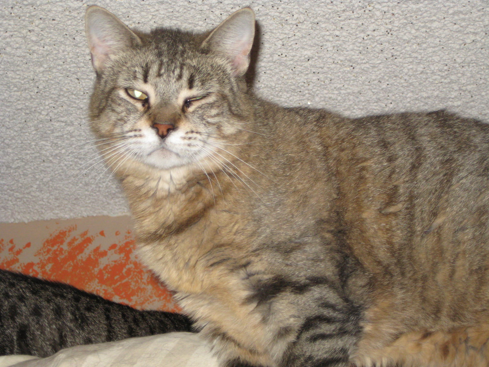 Bella, an adoptable Tabby in Littlerock, CA, 93543 | Photo Image 1