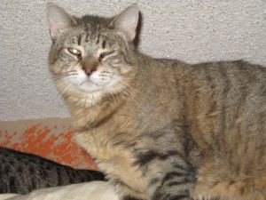 Bella, Young Female unknown