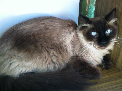 Cat For Adoption Chance A Domestic Long Hair Siamese Mix In