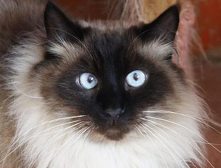 Cat For Adoption Chance A Domestic Long Hair Siamese Mix In