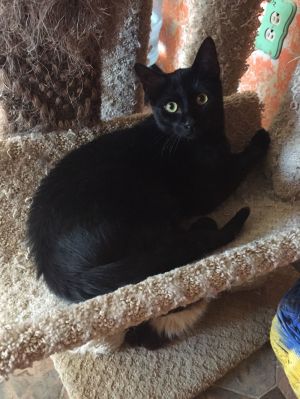 Solomon, Adult Male unknown