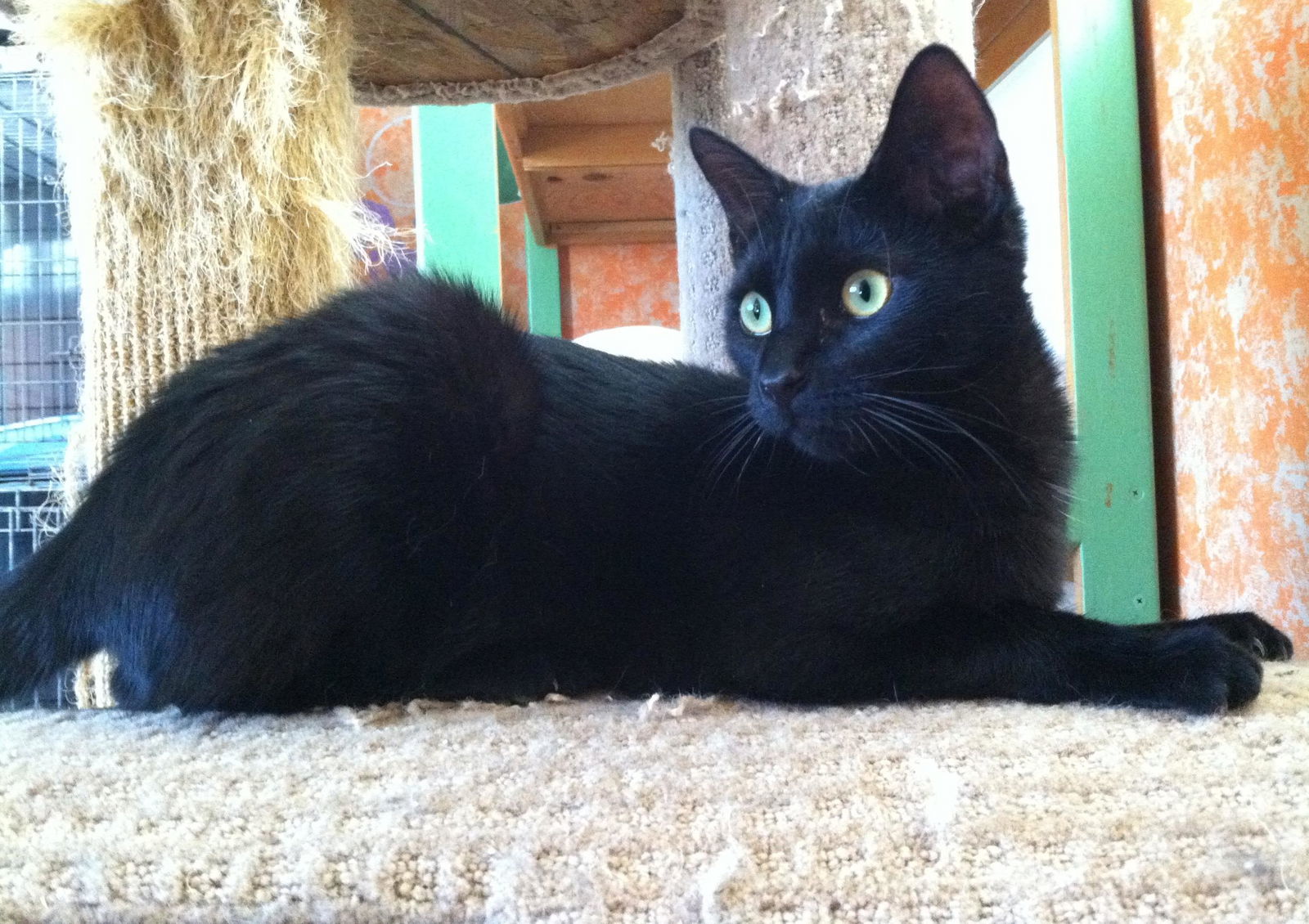 Solomon, an adoptable Domestic Medium Hair in Littlerock, CA, 93543 | Photo Image 2