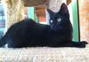 Solomon photo 2