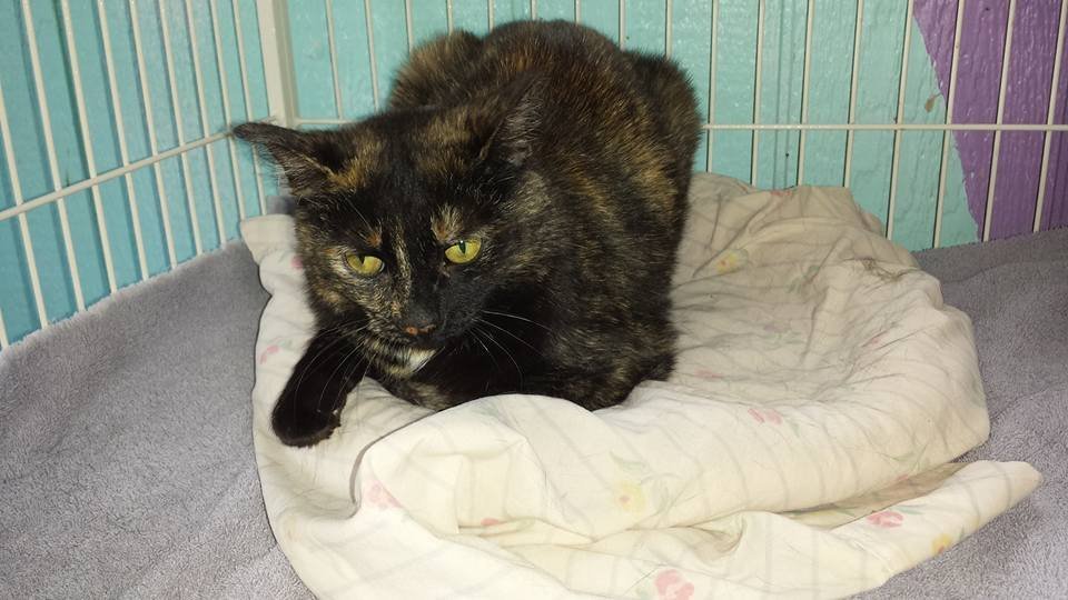 Maggie, an adoptable Tortoiseshell, Domestic Short Hair in Iroquois, IL, 60945 | Photo Image 1