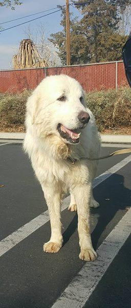 Jake, an adoptable Great Pyrenees in San Bernardino, CA, 92407 | Photo Image 1
