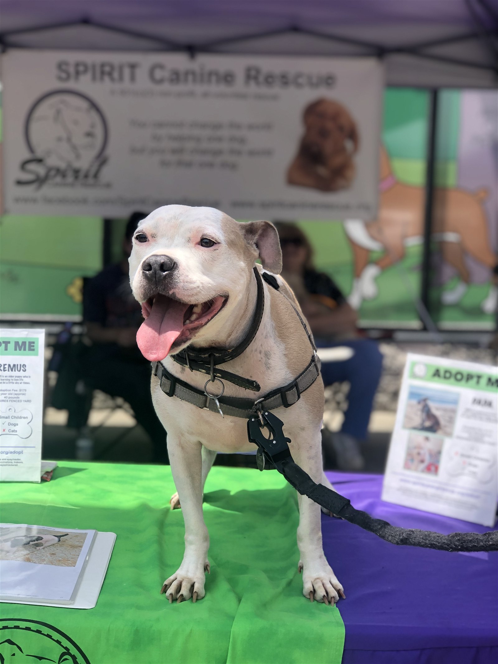 Papa the Model, an adoptable American Bulldog in Snow Camp, NC, 27349 | Photo Image 1