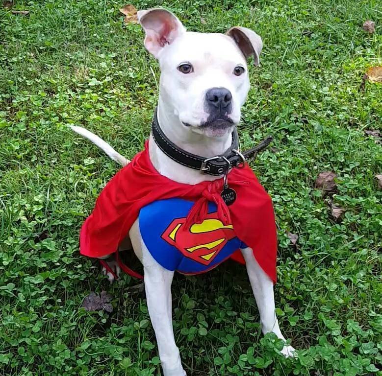 Papa the Model, an adoptable American Bulldog in Snow Camp, NC, 27349 | Photo Image 2