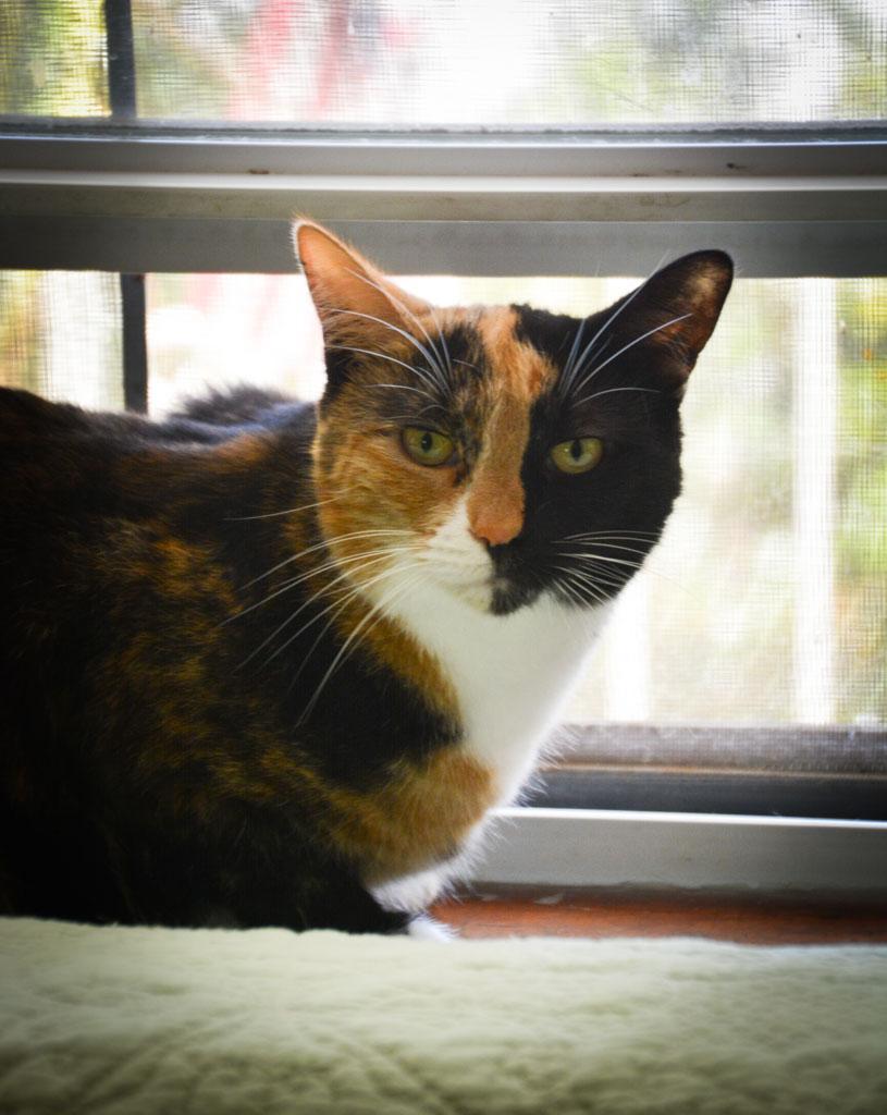 Truffle, an adoptable Tortoiseshell in Fishkill, NY, 12524 | Photo Image 1