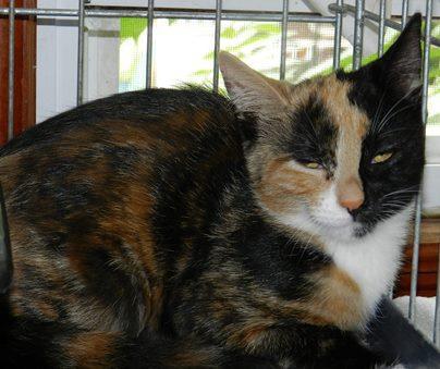 Truffle, an adoptable Tortoiseshell in Fishkill, NY, 12524 | Photo Image 2