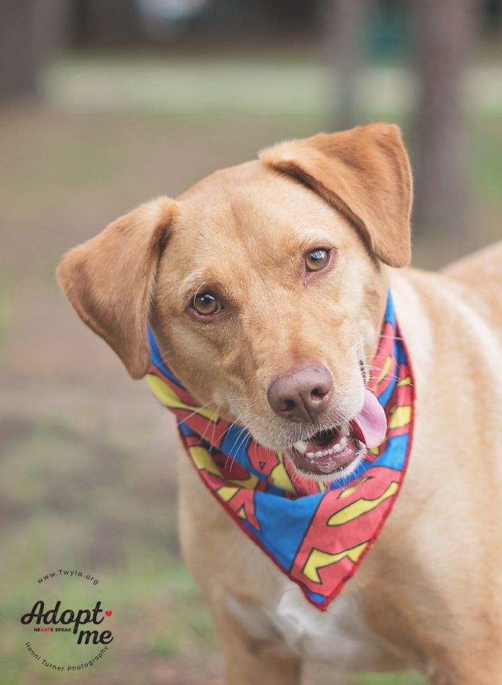 Peanut Butter, an adopted Labrador Retriever Mix in Kingwood, TX_image-1