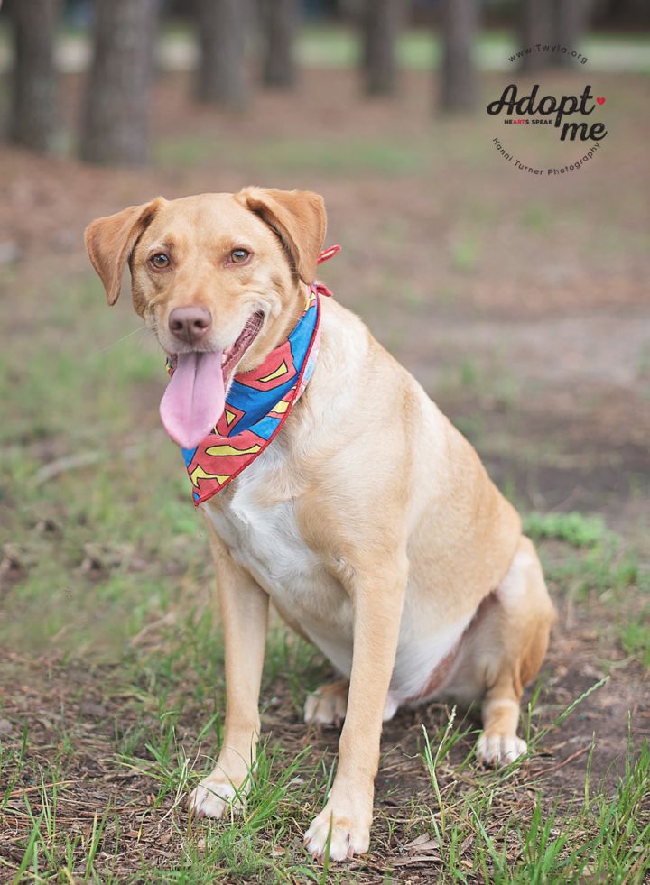 Peanut Butter, an adopted Labrador Retriever Mix in Kingwood, TX_image-3