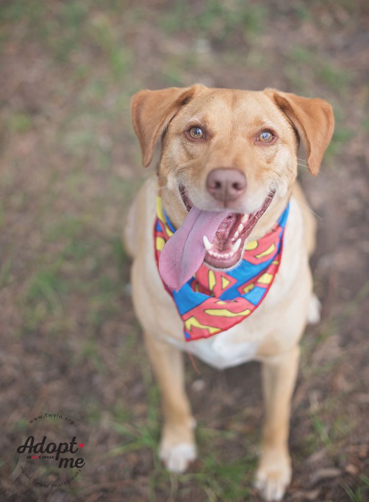 Peanut Butter, an adopted Labrador Retriever Mix in Kingwood, TX_image-5