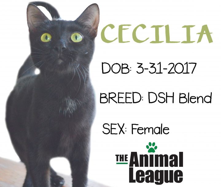 Cecilia 6