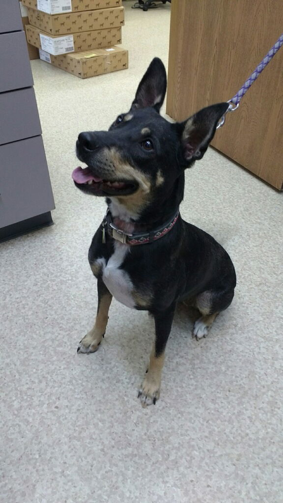 Faith, an adoptable Cattle Dog, Shepherd in O'Fallon, MO, 63366 | Photo Image 2