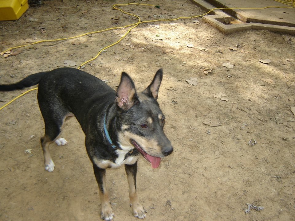 Faith, an adoptable Cattle Dog, Shepherd in O'Fallon, MO, 63366 | Photo Image 1