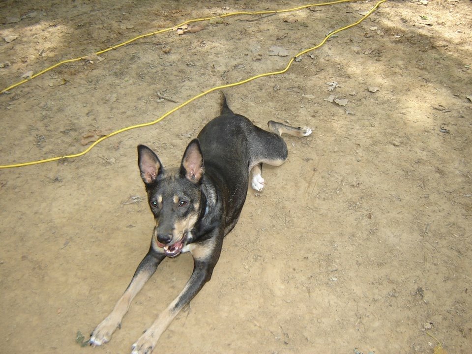 Faith, an adoptable Cattle Dog, Shepherd in O'Fallon, MO, 63366 | Photo Image 3