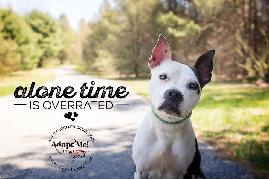 Tinkerbell, an adoptable Pit Bull Terrier in Catasauqua, PA, 18032 | Photo Image 2