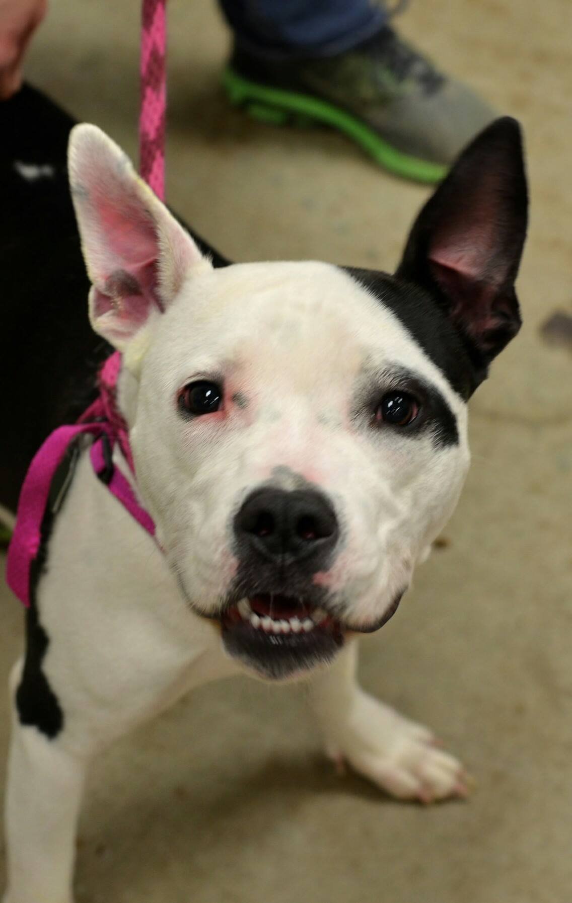Tinkerbell, an adoptable Pit Bull Terrier in Catasauqua, PA, 18032 | Photo Image 3