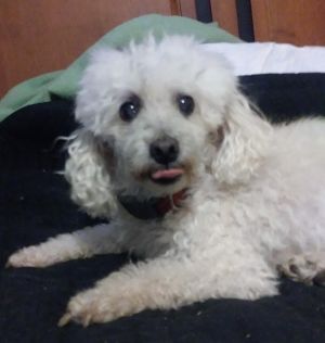 Dog For Adoption Napolean Fl A Poodle In Largo Fl Petfinder