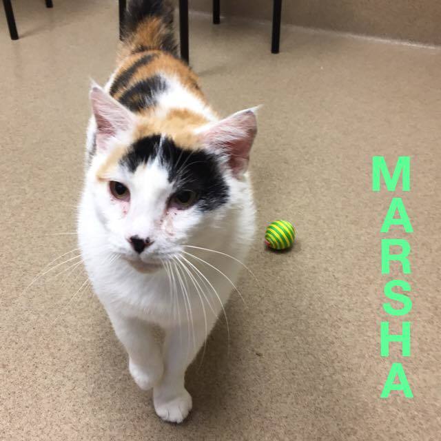 Marsha! Colony Cat! 2