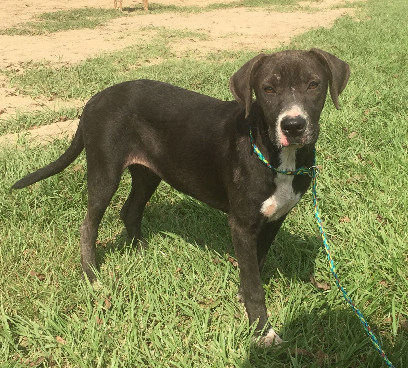 Alice, an adoptable Labrador Retriever, Black Mouth Cur in Slidell, LA, 70469 | Photo Image 2