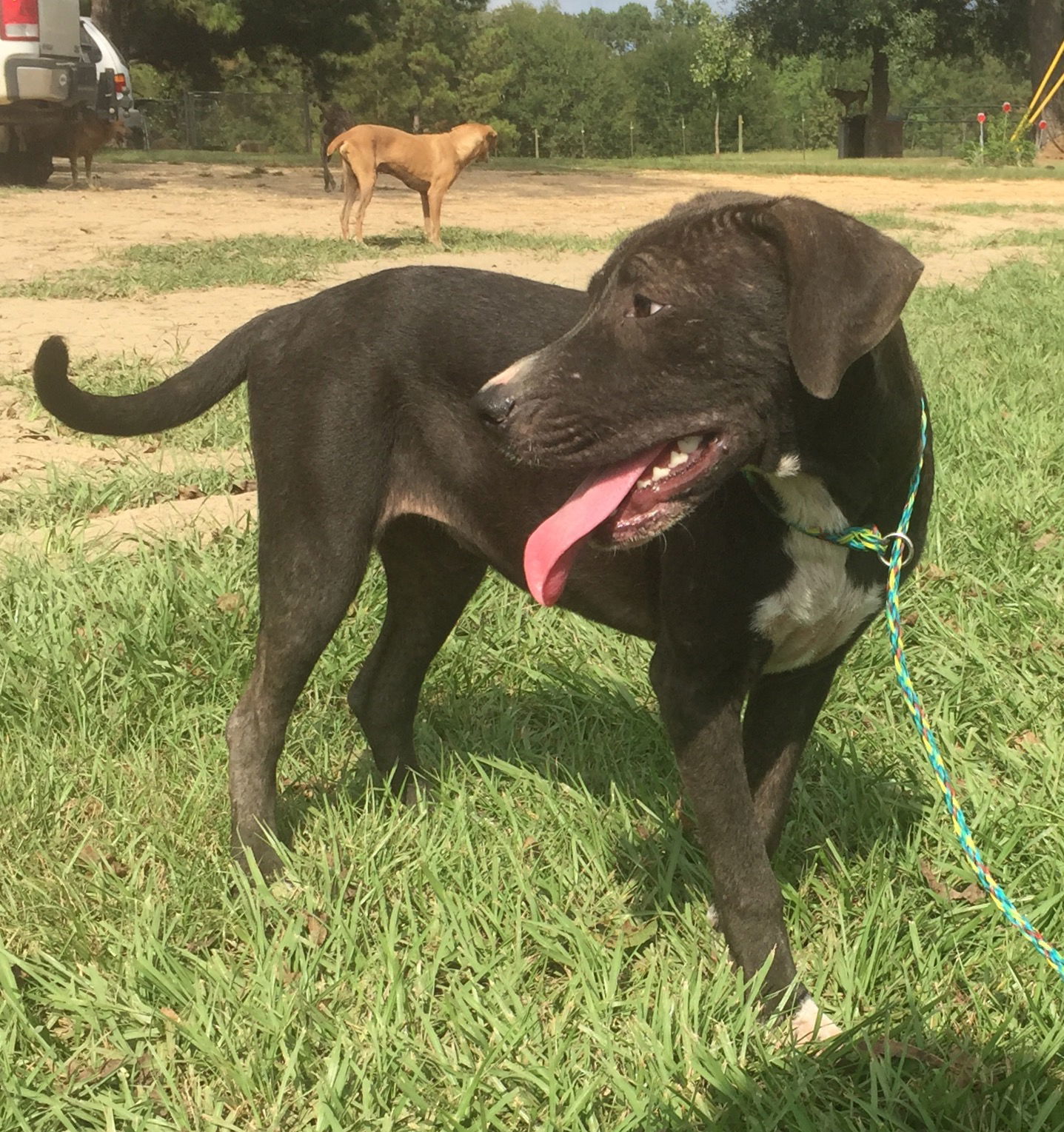 Alice, an adoptable Labrador Retriever, Black Mouth Cur in Slidell, LA, 70469 | Photo Image 1