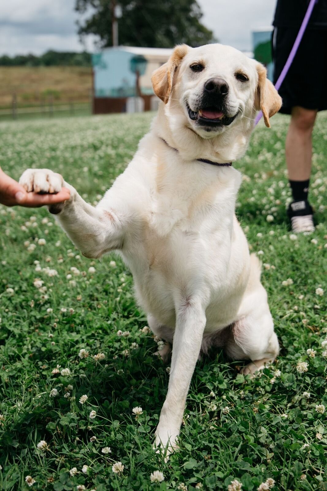 Charlie, an adoptable Labrador Retriever in Pacolet, SC, 29372 | Photo Image 1