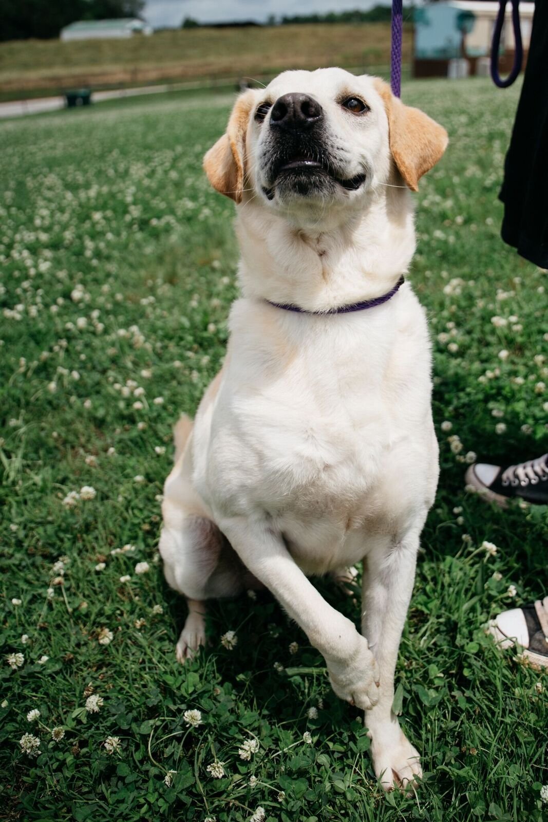 Charlie, an adoptable Labrador Retriever in Pacolet, SC, 29372 | Photo Image 2