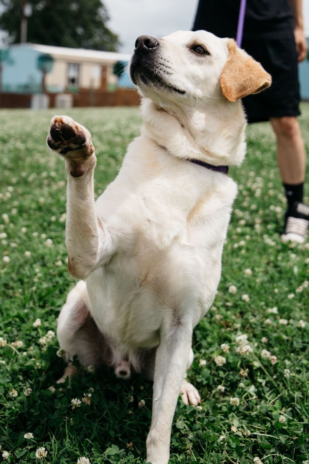 Charlie, an adoptable Labrador Retriever in Pacolet, SC, 29372 | Photo Image 3