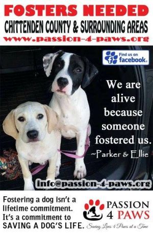 FOSTER HOMES NEEDED!
