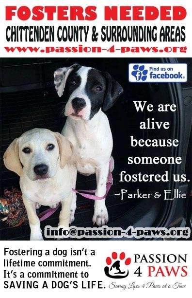 FOSTER HOMES NEEDED! 1