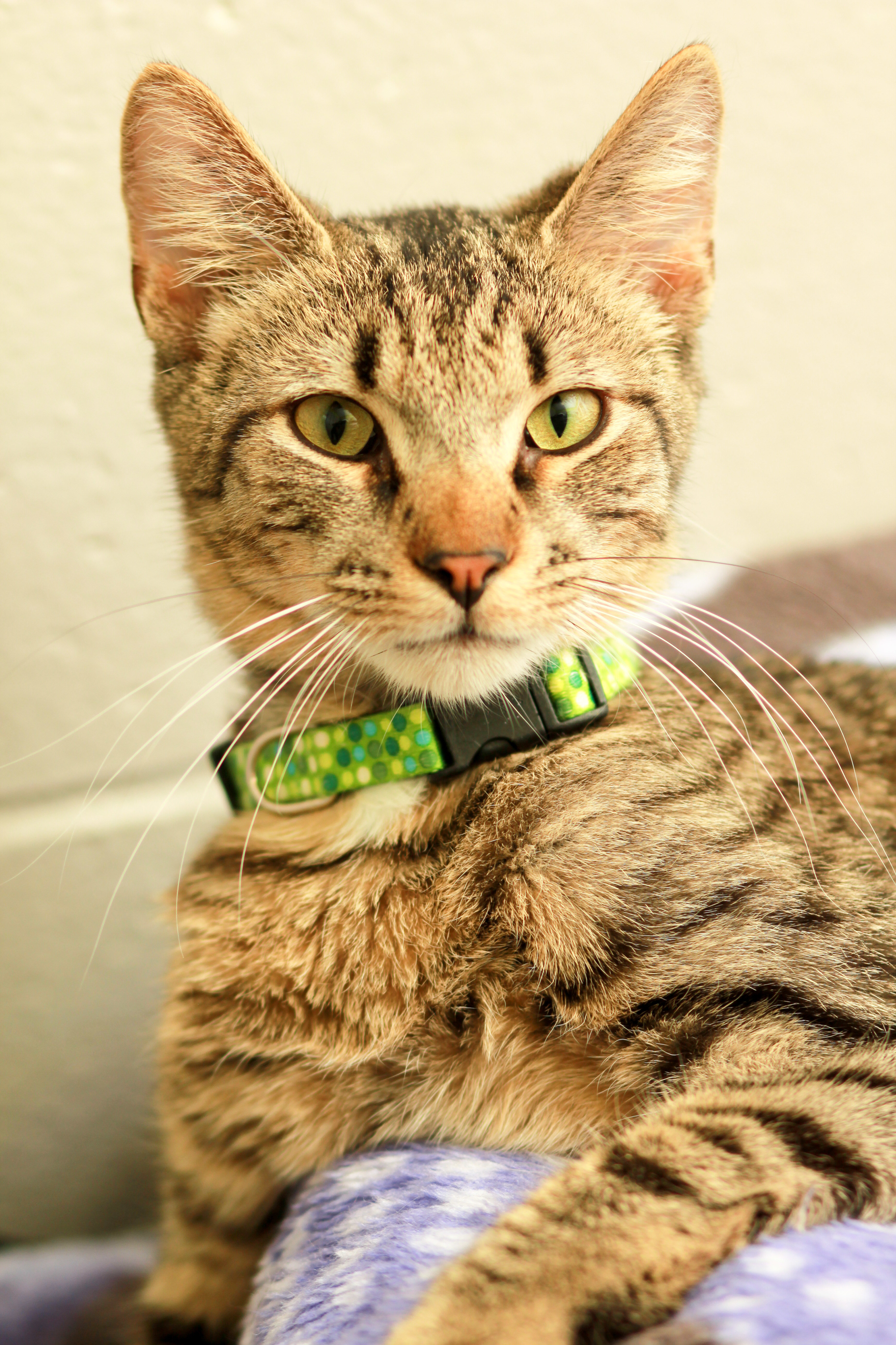 Rudy, an adoptable Domestic Short Hair in Berlin, MD, 21811 | Photo Image 2