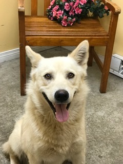 Aflack, an adopted Samoyed Mix in Cincinnati, OH_image-1