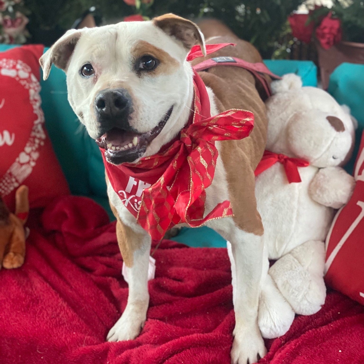 SWEET SASHA, an adoptable American Staffordshire Terrier in Acton, CA, 93510 | Photo Image 1