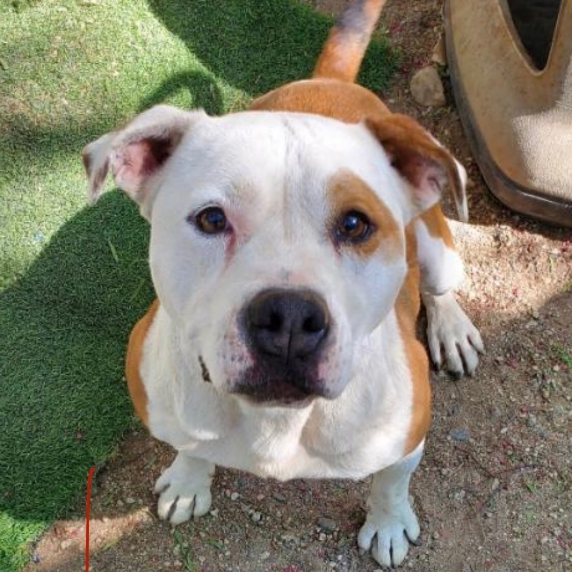 SWEET SASHA, an adoptable American Staffordshire Terrier in Acton, CA, 93510 | Photo Image 2