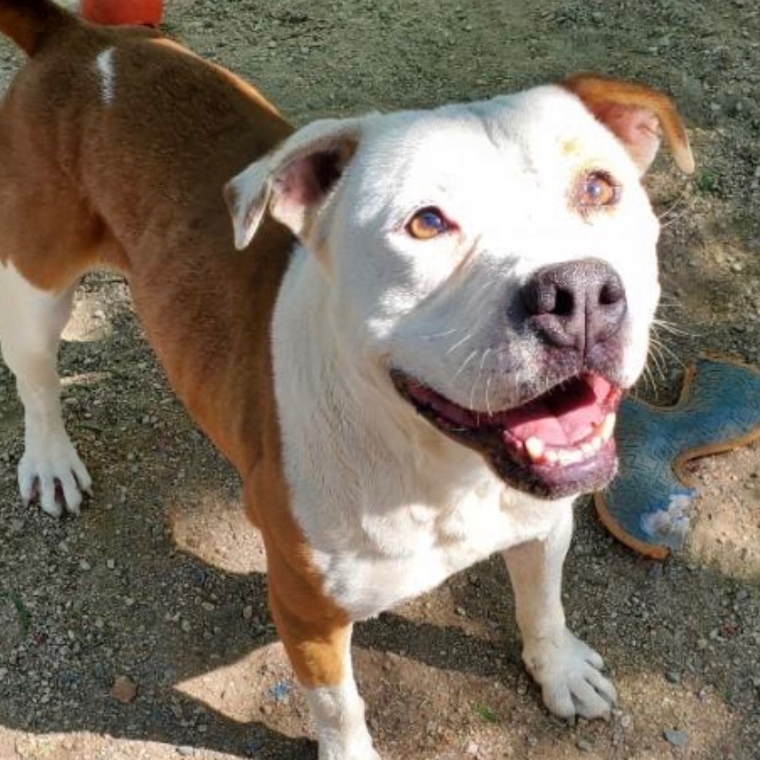 SWEET SASHA, an adoptable American Staffordshire Terrier in Acton, CA, 93510 | Photo Image 4