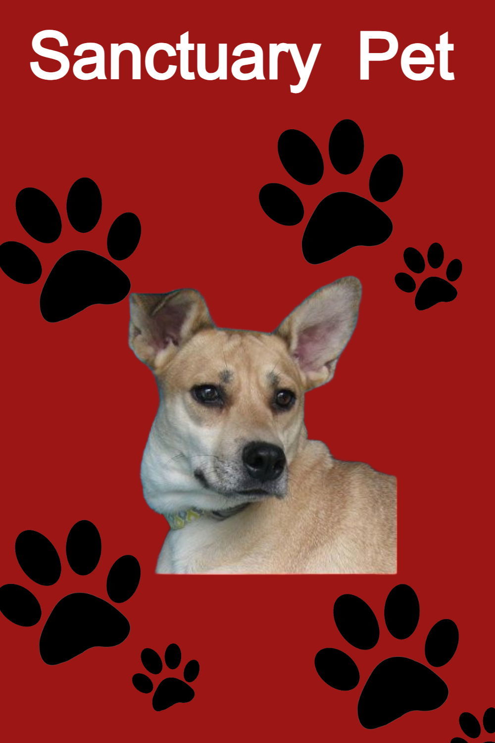 Tabitha Max, an adoptable Shepherd, Labrador Retriever in Cuba, NY, 14727 | Photo Image 2