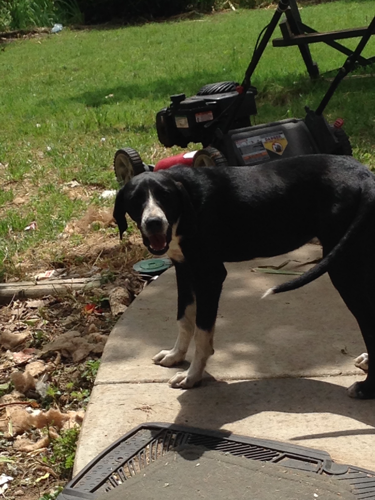 Mia, an adoptable Hound in Kellyville, OK, 74039 | Photo Image 3