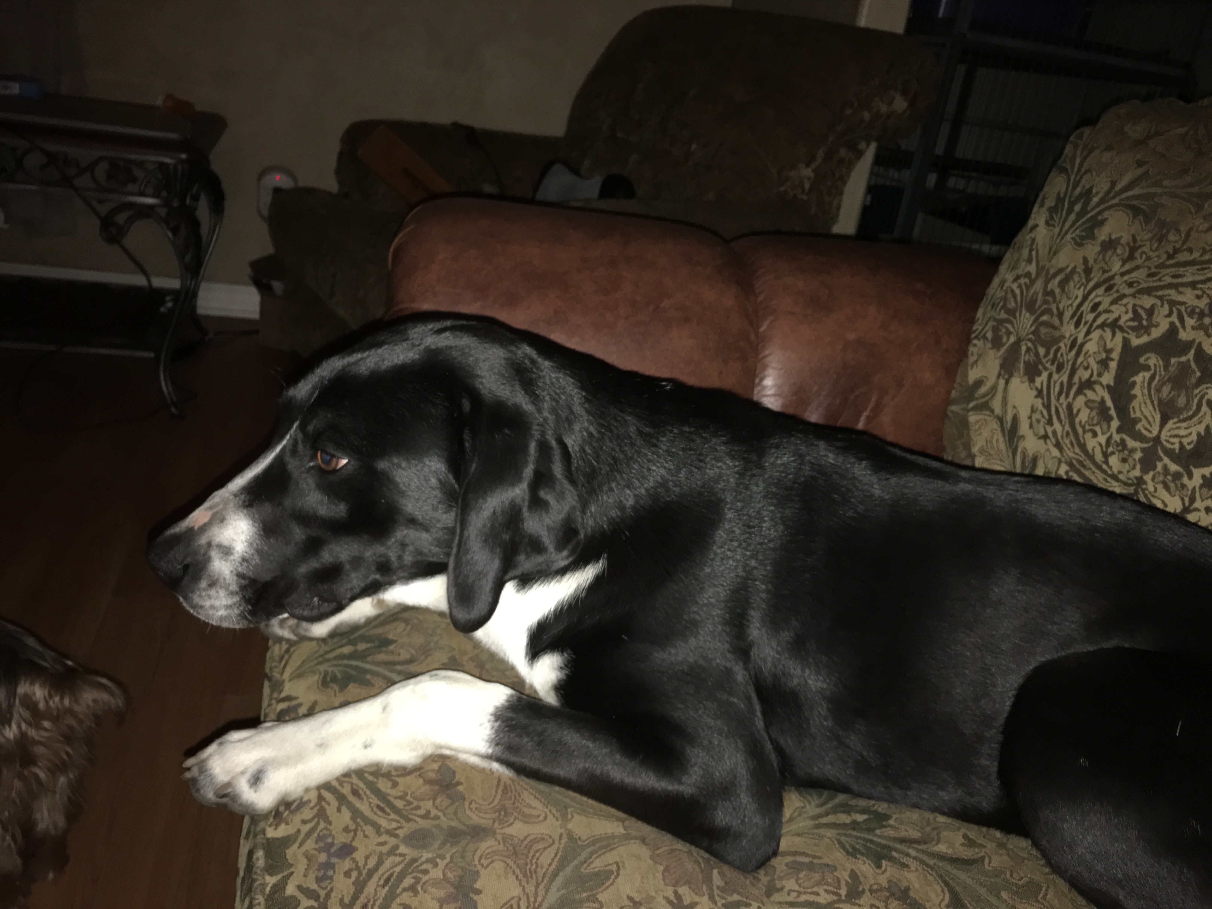 Mia, an adoptable Hound in Kellyville, OK, 74039 | Photo Image 6