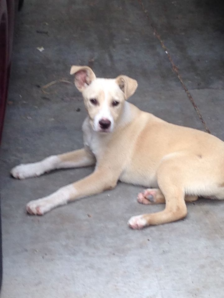 Yellow lab best sale red heeler mix