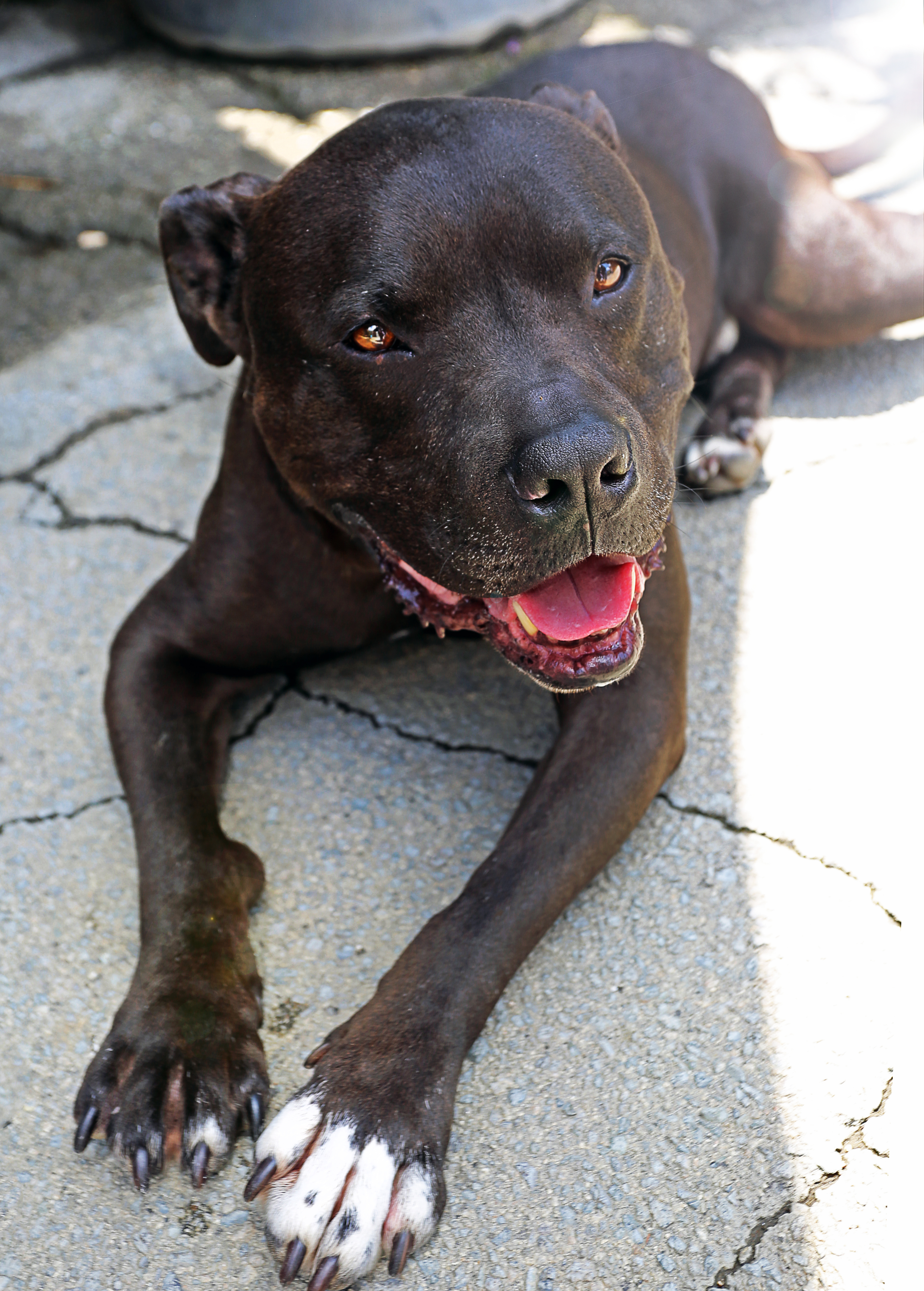 KOBE, an adoptable Mastiff, Staffordshire Bull Terrier in Pasadena, CA, 91109 | Photo Image 1
