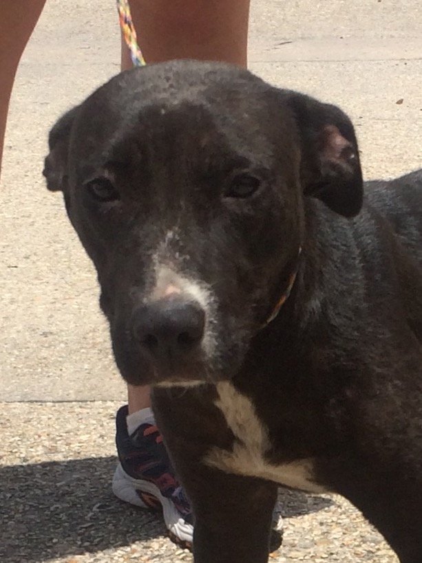 Laverne, an adoptable Labrador Retriever in Slidell, LA, 70469 | Photo Image 2