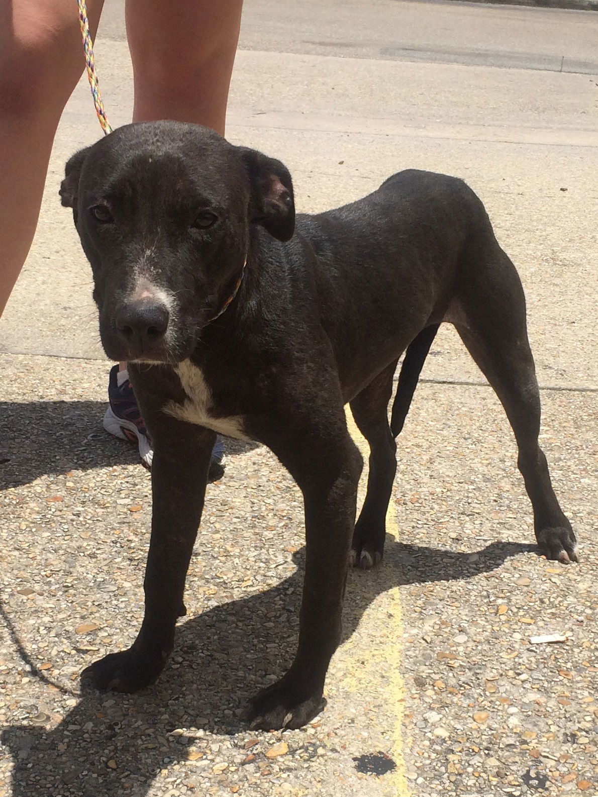 Laverne, an adoptable Labrador Retriever in Slidell, LA, 70469 | Photo Image 1