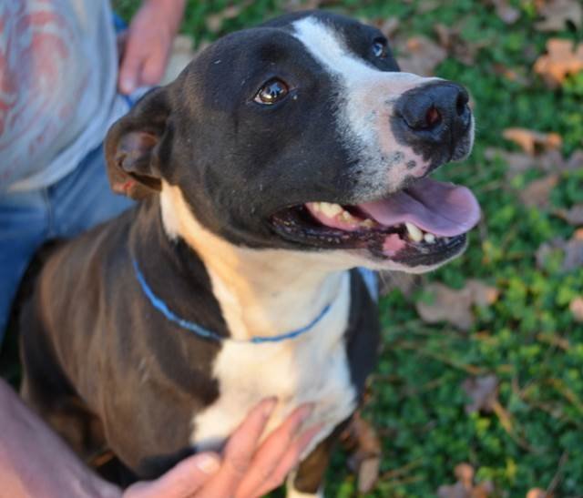 Babygirl, an adoptable Labrador Retriever, Pointer in Woodstock, GA, 30189 | Photo Image 1