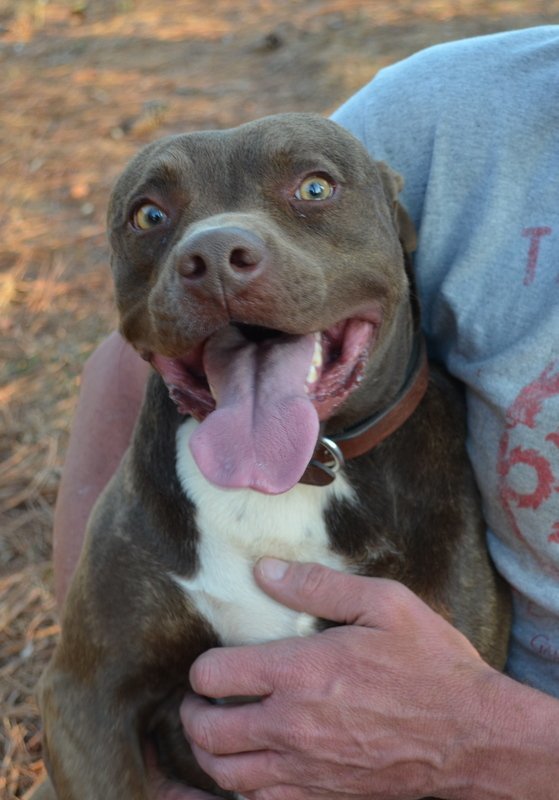 Katie, an adoptable Pit Bull Terrier, Chocolate Labrador Retriever in Woodstock, GA, 30189 | Photo Image 1