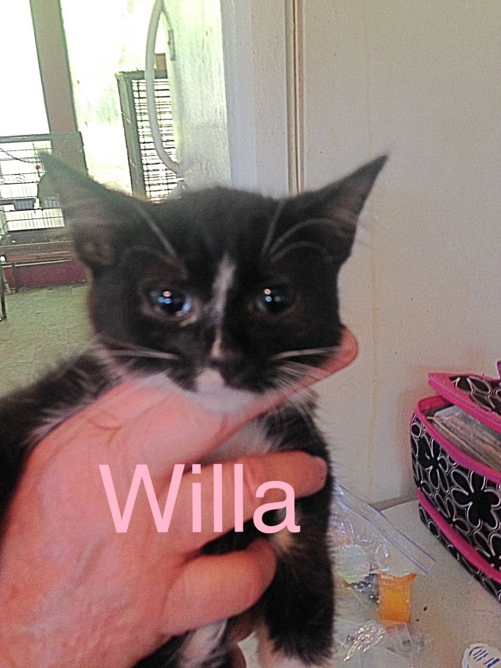 Willa 1
