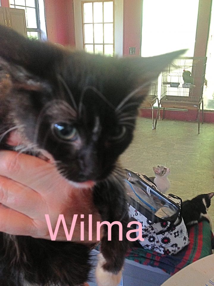Wilma 1