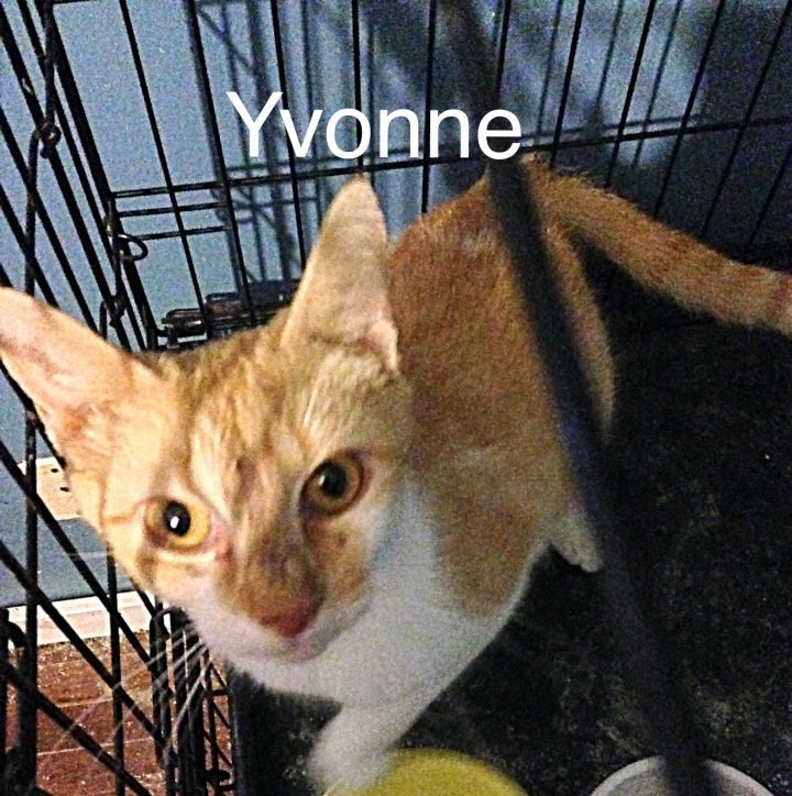Yvonne 2